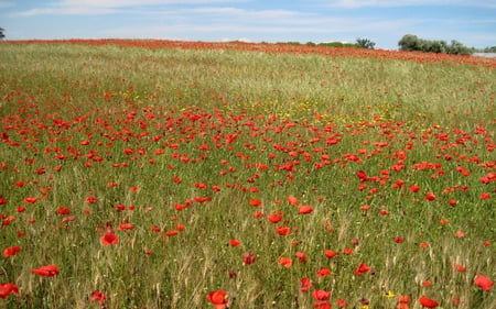 	CAMPO DI PAPAVERI E MARGHERITE - field, poppies