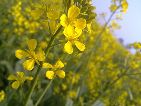 Flower  - beauty, flower, nature