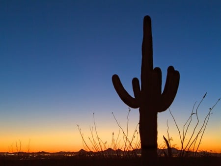 Desert Sunset - cactus, horizon, sky, sun, sunsets, desert, sand, desert sunset, setting