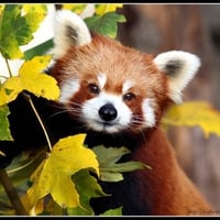 Red Panda