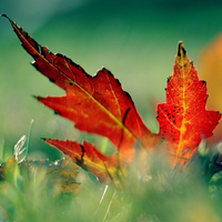 Autumn leaf