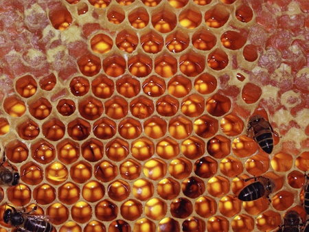 honeycomb and bees - honeycomb, honey and bees, bees, honeycomb and bees