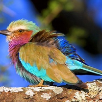 Colorful Bird