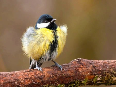 Wet Bird - picture, wet, cool, bird