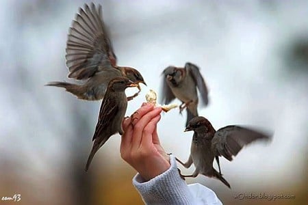 Birds Feeding - birds, picture, feeding, cool