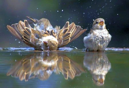 Birds Bath - bath, birds, picture, cool