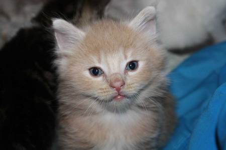 Hello There! - tabby, kitten, cat