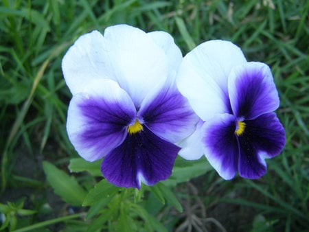 beautiful blue - flowers, beautiful, blue