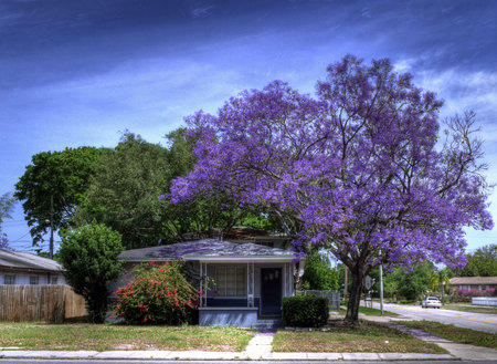 Feeling crowded - nice, street, trees, jacaranda tree, road, purple, blue, beautiful, house, flowers, grass