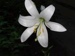 white lily