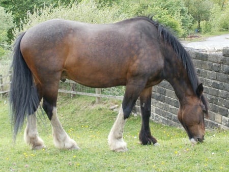 Brown Horse - horse in field, brown horse, horse