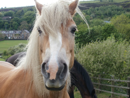 Beautiful Horse Facing Camera - light brown horse, horse, head shot of horse