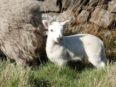 Lamb With Mother - lamb on moors, lamb, lamb with mother