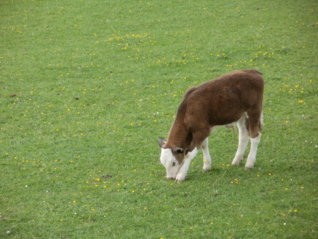 Brown and White Calf - calf, calf in field, brown and white calf