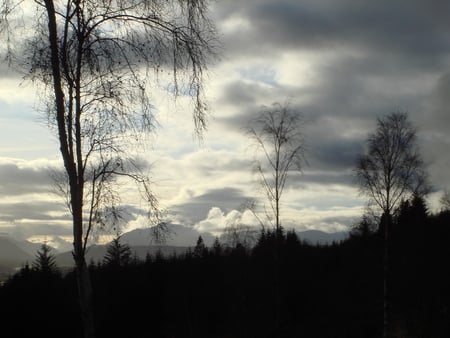 Ladies of the Woods - clouds, trees, loch ness, scotland, birches, forest, light, sky