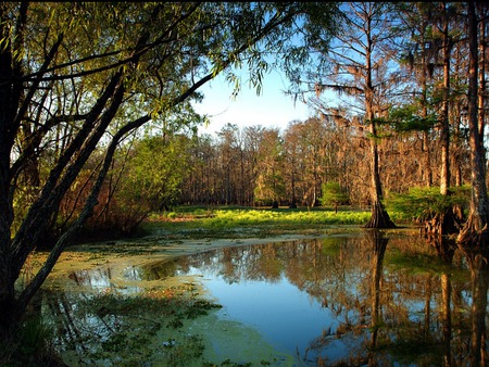 Nature At Rest - nature, streams, swamps, trees, forest, water, forest canopy