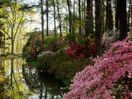 Forest Flowers