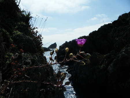 Huasita - flowers, nature