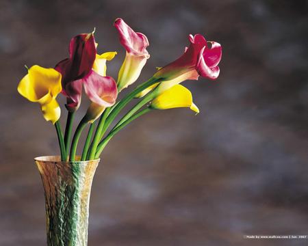 Loving you - stems, yellow, pink, beautiful, calla lillies, simple, flowers, vase