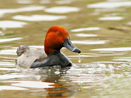 Beautiful Duck - picture, duck, beautiful