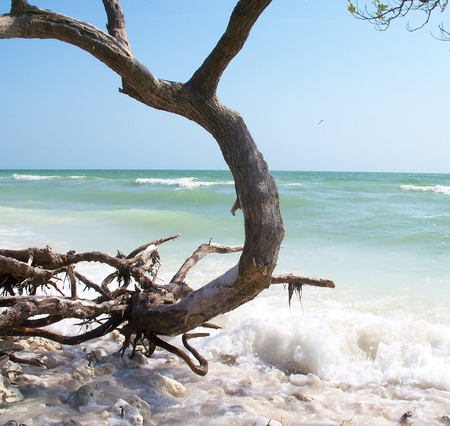 ~All I needed was a Corona~ - roots, beach, serene, sea glass, sand, aqua water, sky, seafoam, water, beautiful, crystals, sea, pebbles, ocean, stones, tree, florida, nature, waves, rocks