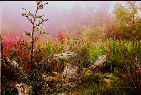 Silken fields - silk, spiders, green, bushes, plants, field, webs