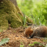 A Quick Baby Fox Nap