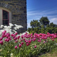 Bed of Tulips