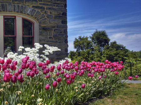 Bed of Tulips - tulips, bed