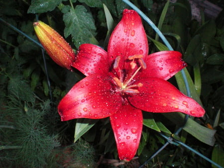 red lily - red lily, flower, amazing, beautiful