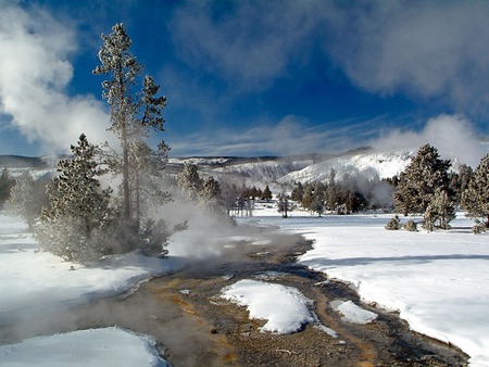 Winter Has Begun - trees, winter, cold, snow, icy