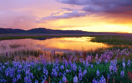 camas praire - flowers, clouds, sunsets, skys