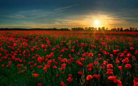 field of red flowers - flowers, nature, fields