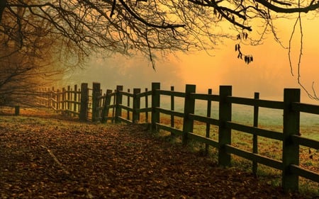 misty dawn - fenies, fields, trees