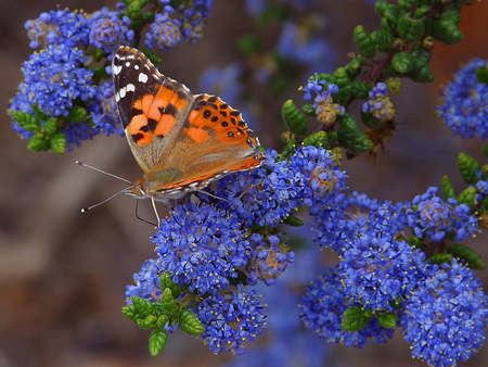 butterfly and flowers - flowers, butterflys