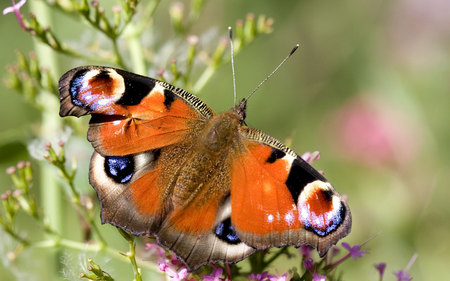 Butterfly Dreams - butterfly, peacock