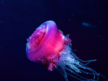 Sea Life 33 - jellyfish, coral, reef, sea, ocean