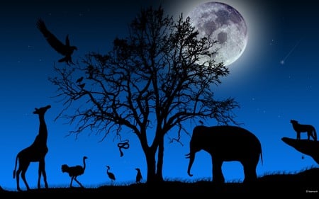 african night - elephants, animals