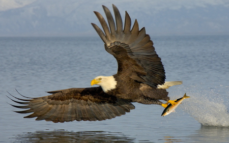 Bald Eagle Fishing