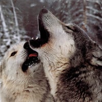 Wolves Howl