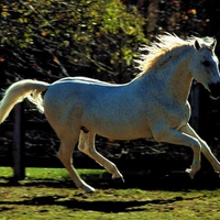 Cantering Grey Andalusian