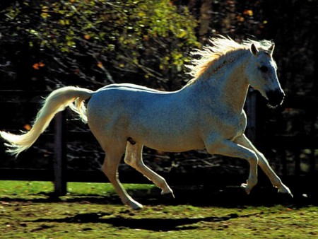 Cantering Grey Andalusian - horse, grey, animal, andalusian, canter