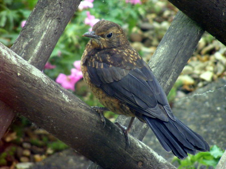 song thrush - bird, black, garden, brown, thrush, fence, song