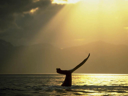 Whale - whale, water, seavew, sea, sunshine, sunrise, ocean, sunset, seascape, sun, animals