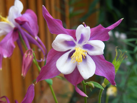 purple aquilegia - white, purple, aquilegia, garden, flower