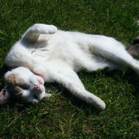 lazy cat