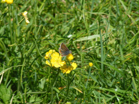 Moth on a buttercup