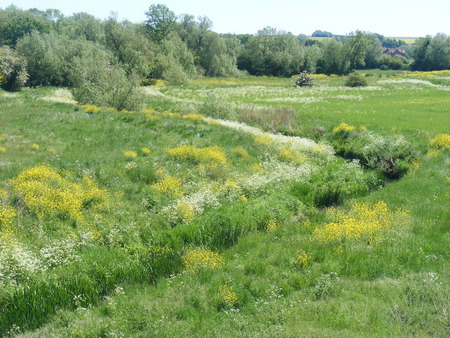 Beautiful field - white, sky, flowers, field, yellow, trees, green