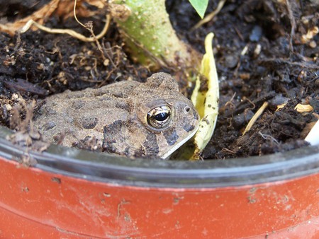 Toad friend - toad, flower pot