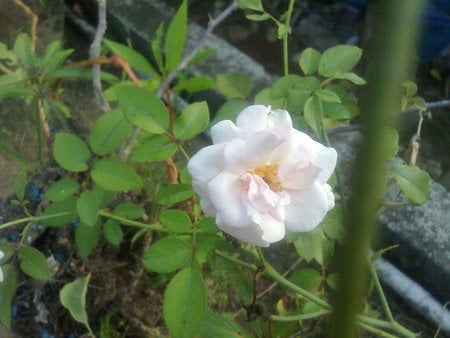 rose in white - nature, love, flower, paradise